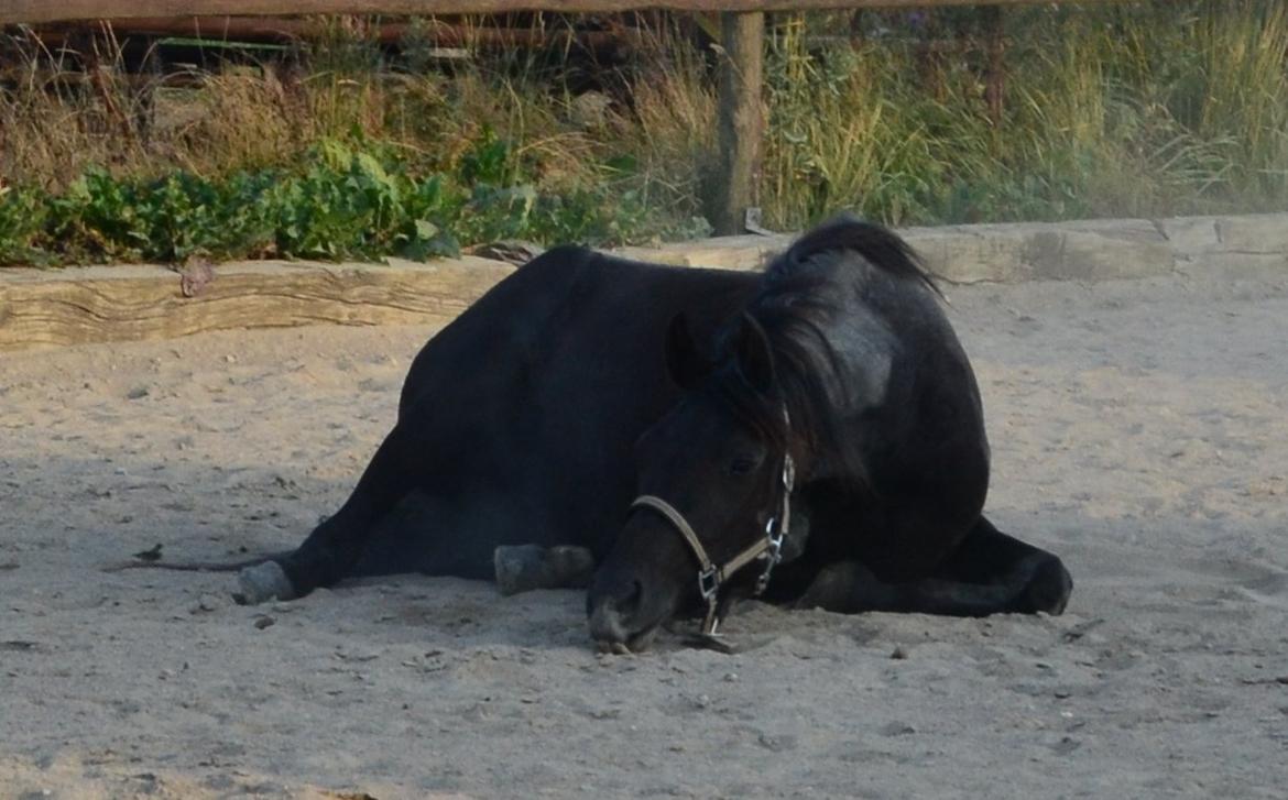 Welsh Partbred (Sec F) Laibek's Olympic - Så tager man sig lige en rulletur efter en lang varm tur fra Jylland:-) billede 13