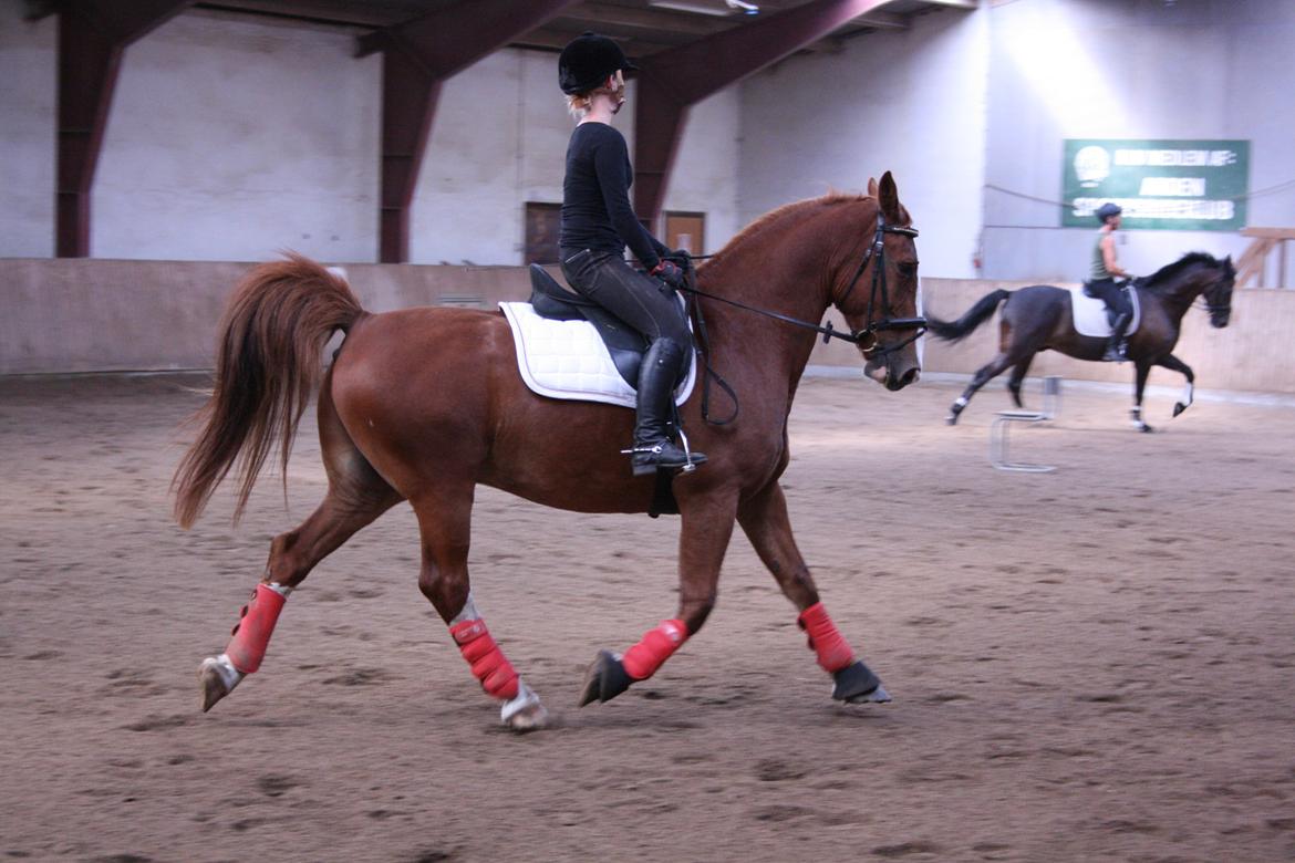 Gelderland Gelle R.I.P - 2. gang Charlotte rider Gelle billede 12