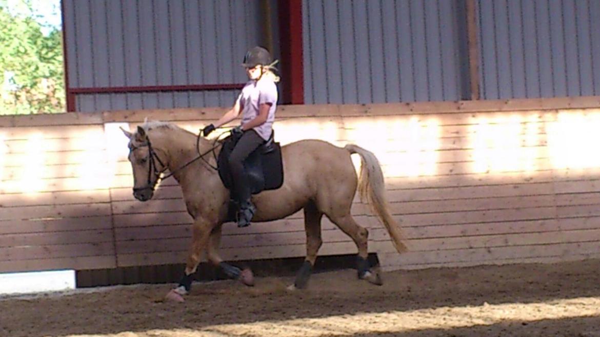 Welsh Pony af Cob-type (sec C) Goldy Girl - Undervisning på Lindholm, underviser Dennis Holst :)
Foto: Anette billede 6