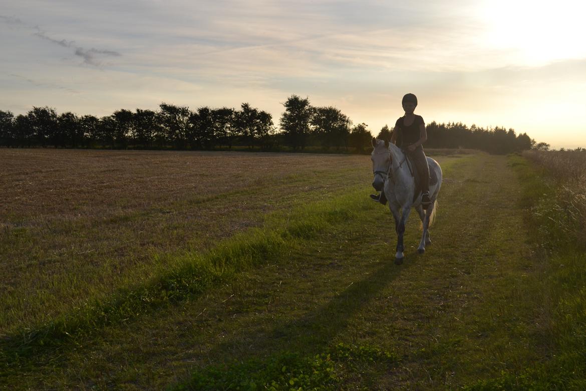 DSP Tino af Rosenholm - På vej hjem fra tur -i solnedgang<3 d.19-8-12 Foto: Far billede 5