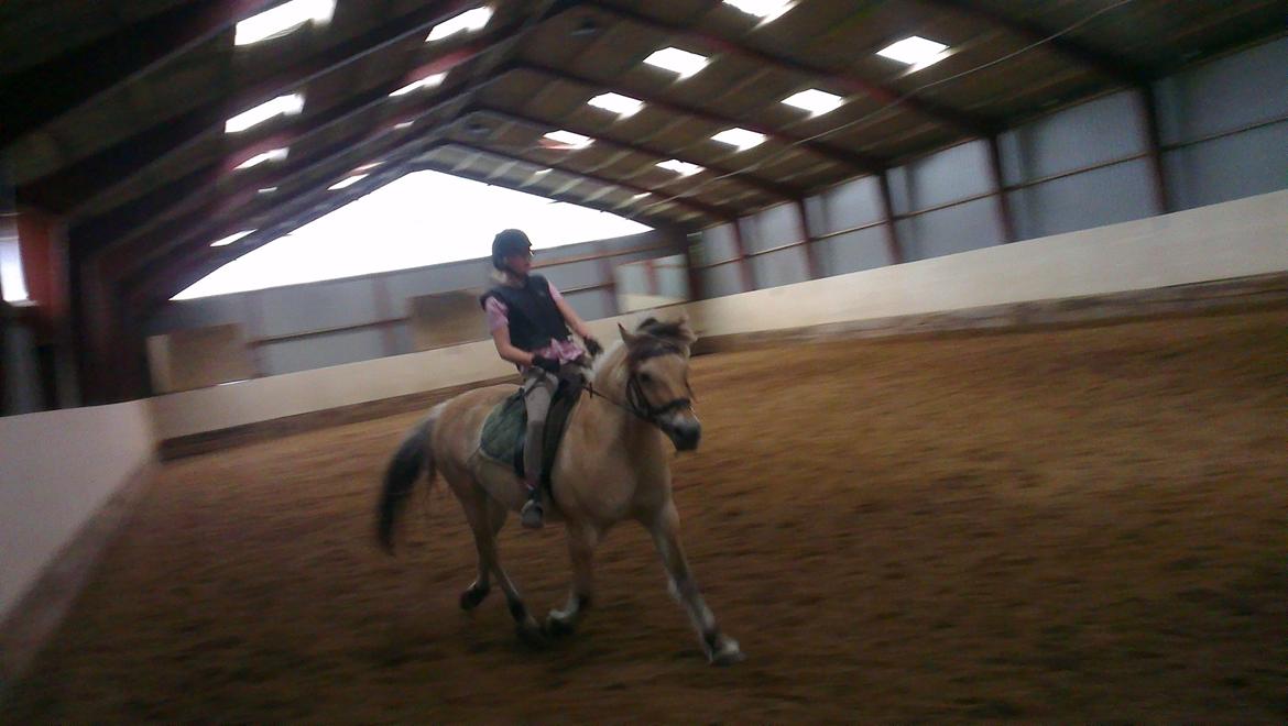 Fjordhest Saga - Så fin hun er:-) hun kan jo trav pænt hvis hun gider<3! billede 8