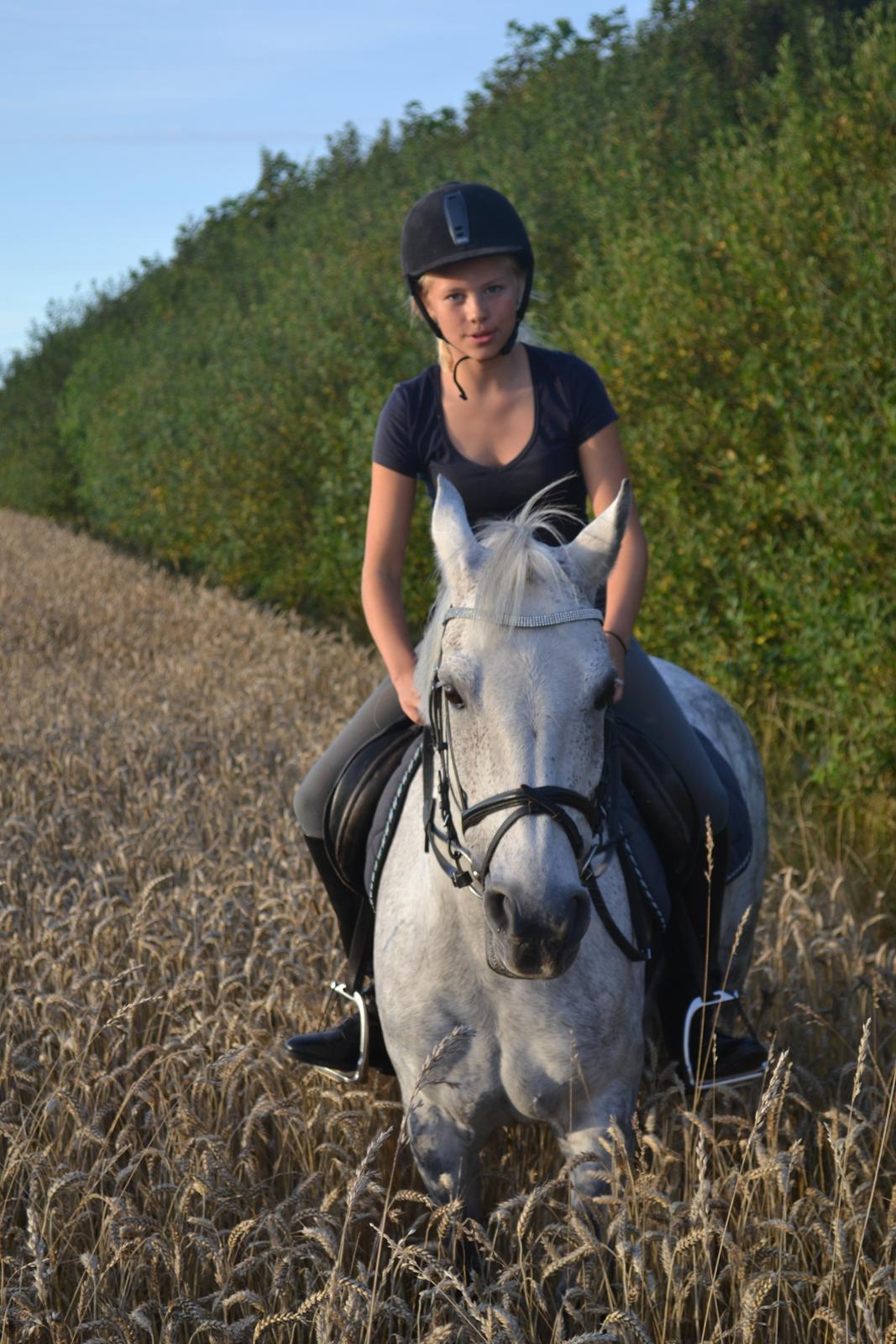 DSP Tino af Rosenholm - På tur med Mulle<3 d.19-8-12 Foto: Far billede 9