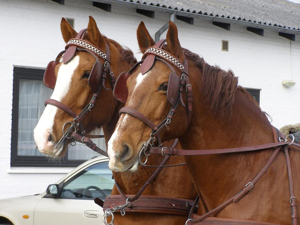 Frederiksborg Blaze - De to banditter!  billede 1