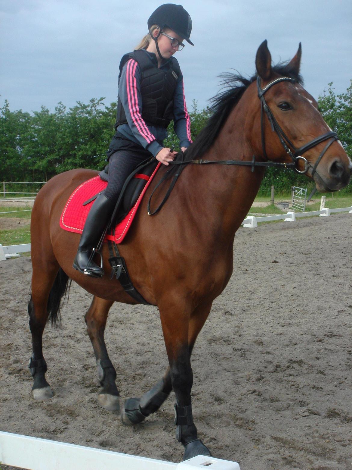 Oldenborg Yasmin (Molique) - Op med hovedet ;) billede 4