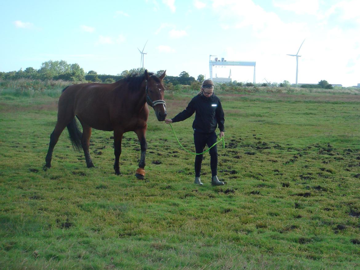 Oldenborg Yasmin (Molique) -  <3 billede 8