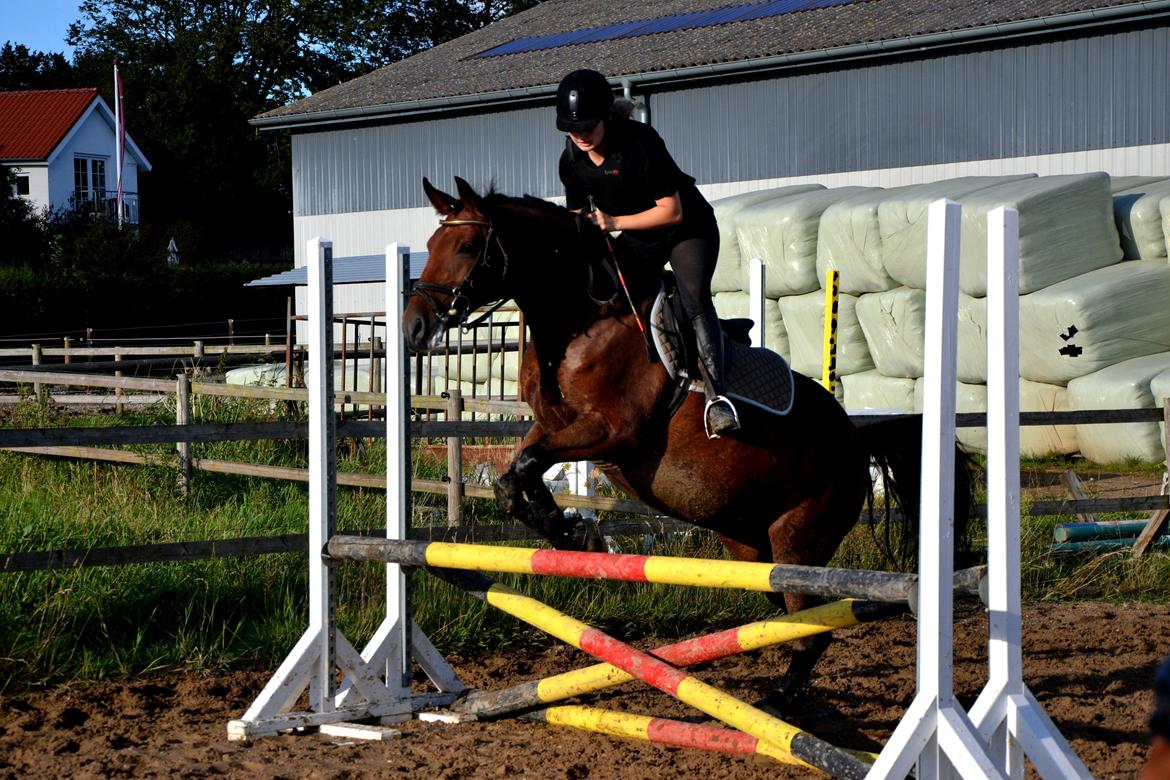 Anden særlig race TASJA - Springtræning d. 22 august 2012. - Bunden var super smattet og meget tung, men hun klarede det super fint!  billede 14