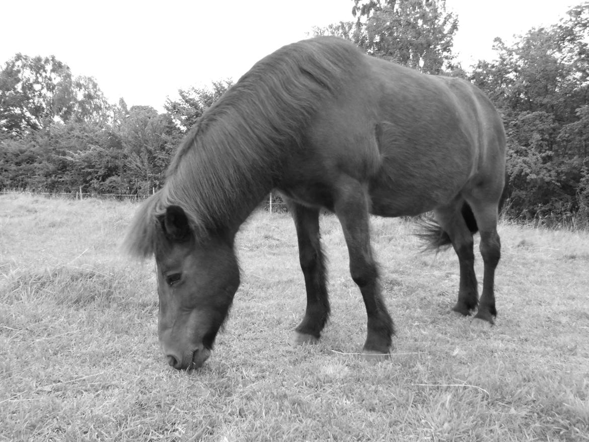Islænder Flipa Fra Mosehuset bogø *solgt* billede 12