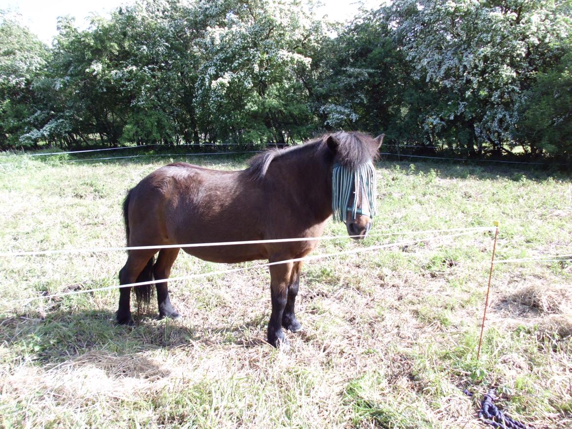 Islænder Flipa Fra Mosehuset bogø *solgt* billede 13
