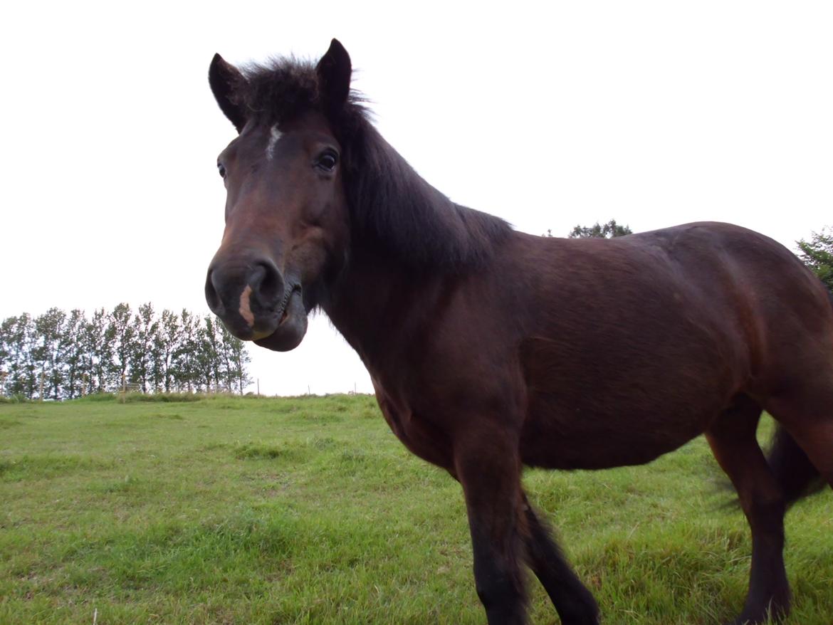 Islænder Flipa Fra Mosehuset bogø *solgt* billede 14