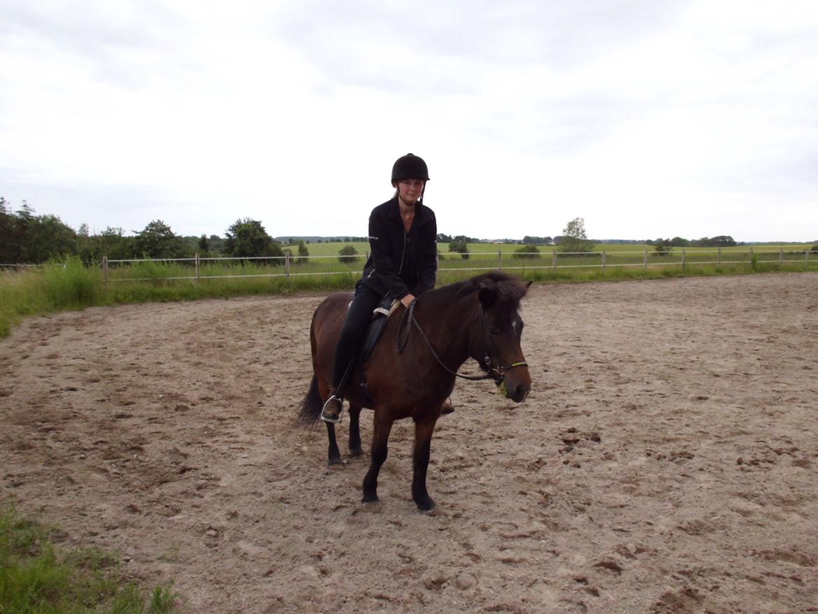 Islænder Flipa Fra Mosehuset bogø *solgt* billede 15