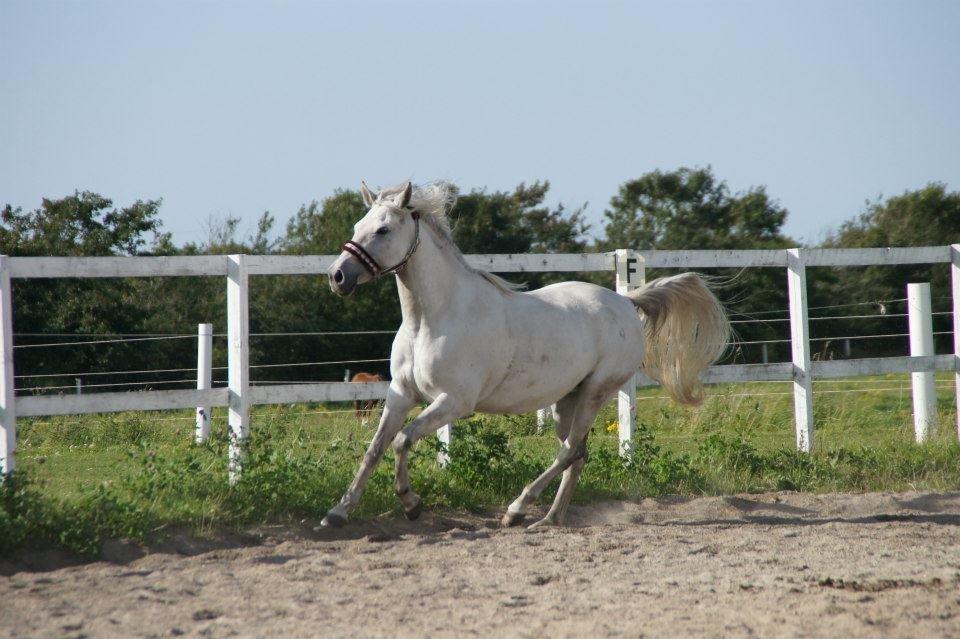 Lipizzaner Fredensberg´s Venus ( ECHA 8,3 ) billede 6