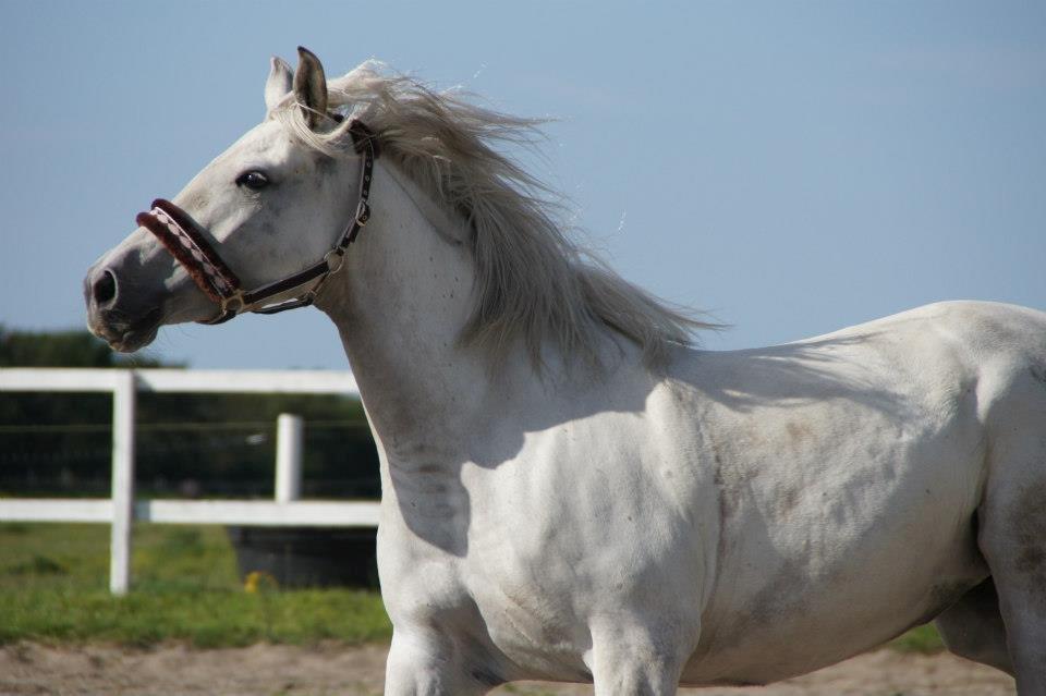 Lipizzaner Fredensberg´s Venus ( ECHA 8,3 ) billede 8