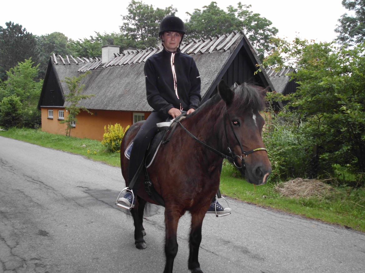 Islænder Flipa Fra Mosehuset bogø *solgt* billede 16