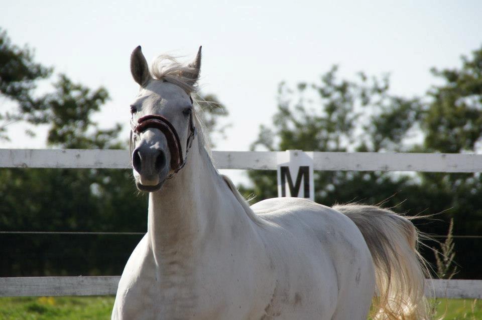 Lipizzaner Fredensberg´s Venus ( ECHA 8,3 ) billede 10