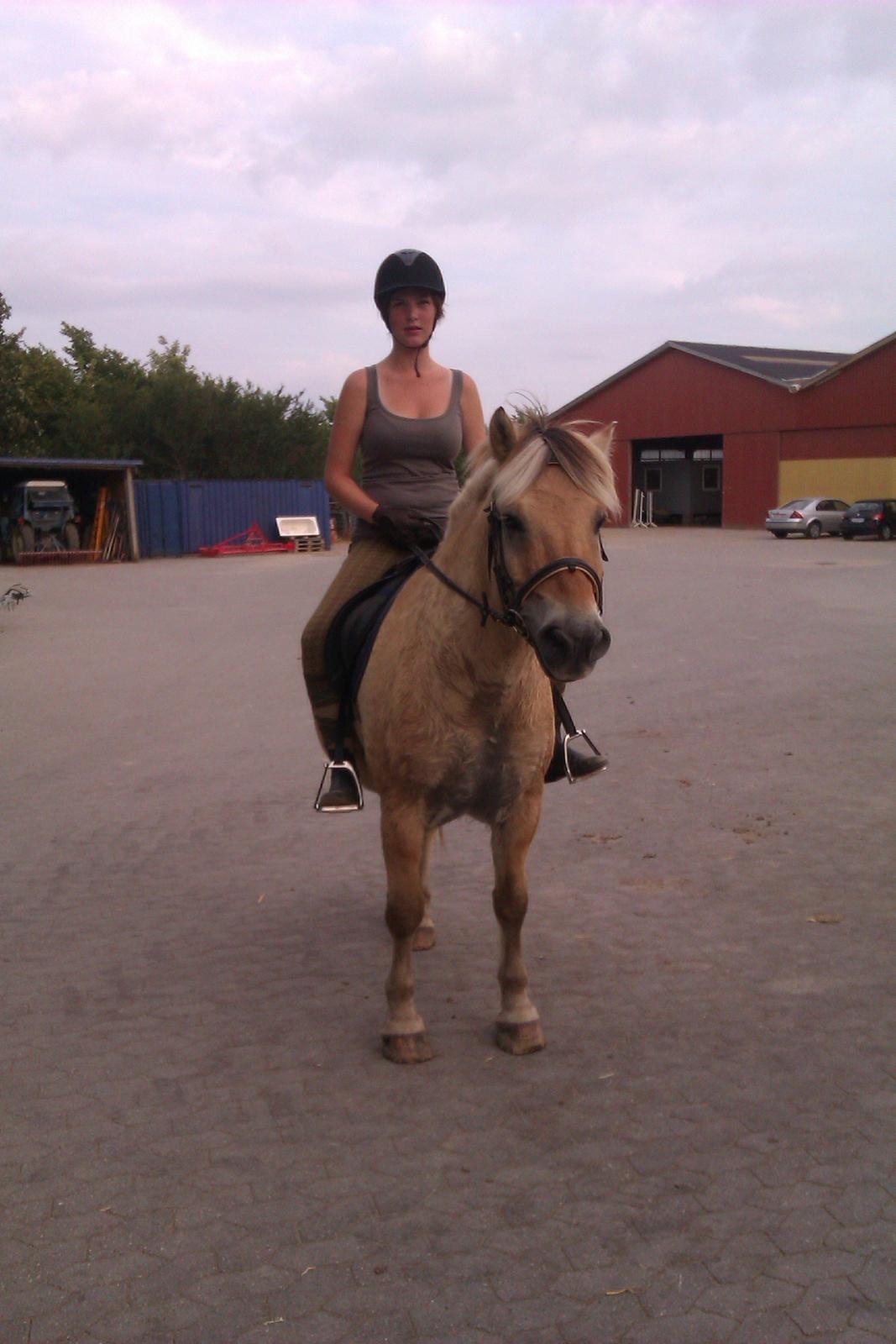 Fjordhest Ågerupgårds Amigo - Da jeg var ude og prøve ham  billede 1