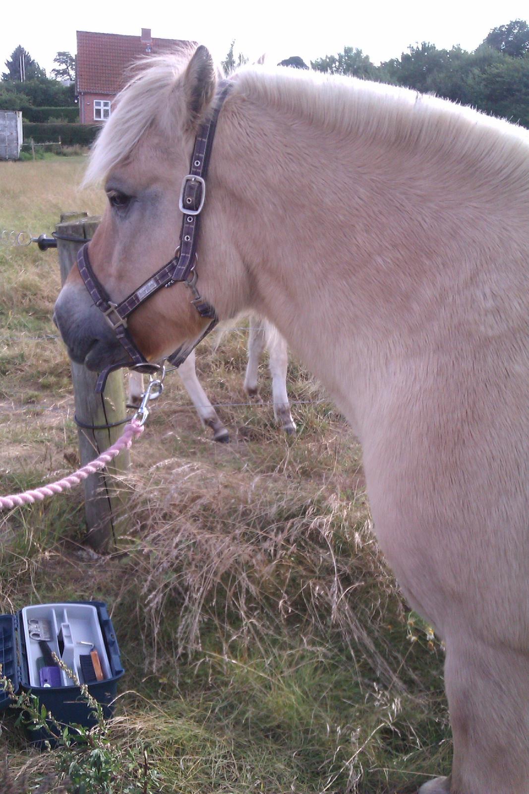 Fjordhest Ågerupgårds Amigo - Smukke Amigo ved striglebommen billede 2