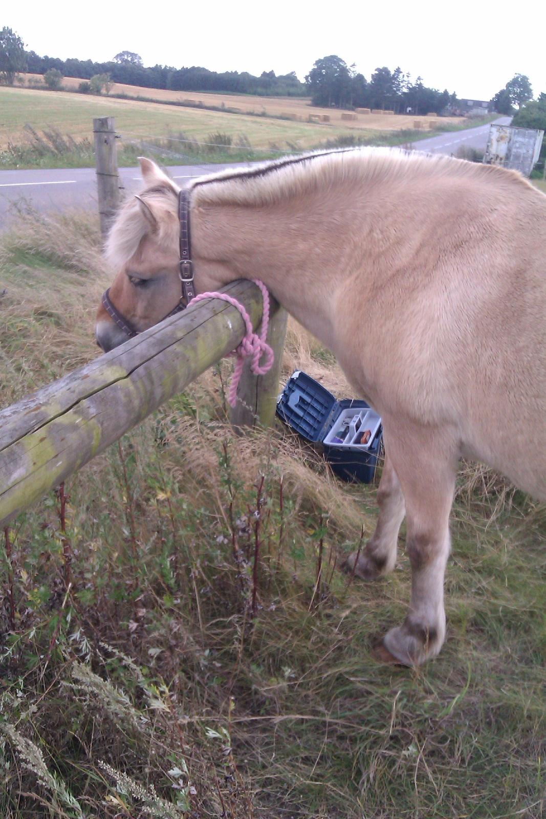 Fjordhest Ågerupgårds Amigo - Uha hvor det klør billede 3