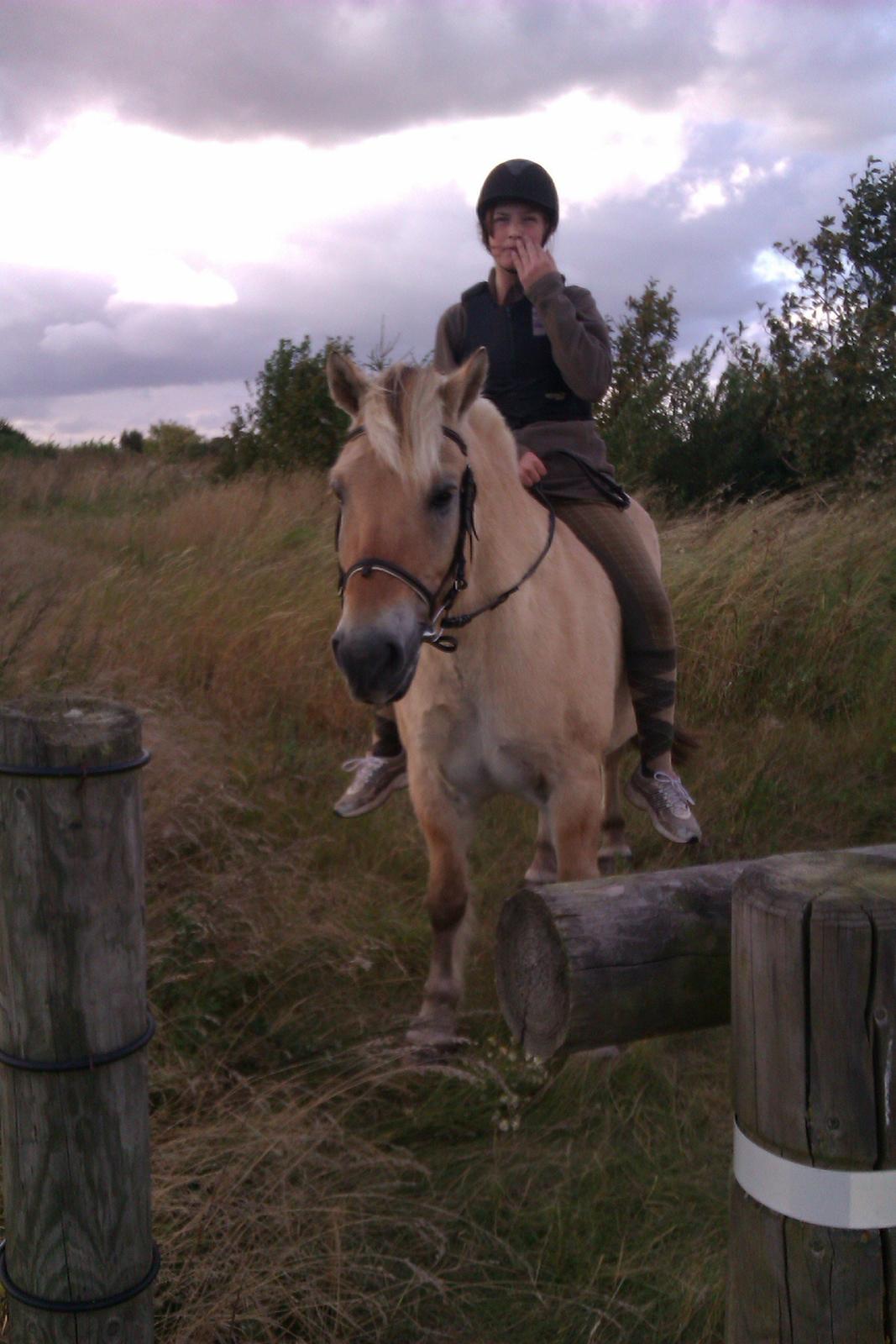 Fjordhest Ågerupgårds Amigo - På ryggen uden sadel ved trafikeret vej :) billede 4