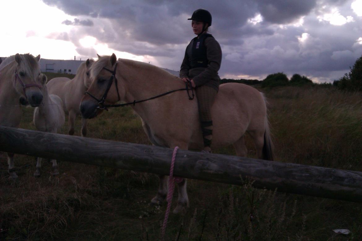Fjordhest Ågerupgårds Amigo - Uden sadel :) billede 5