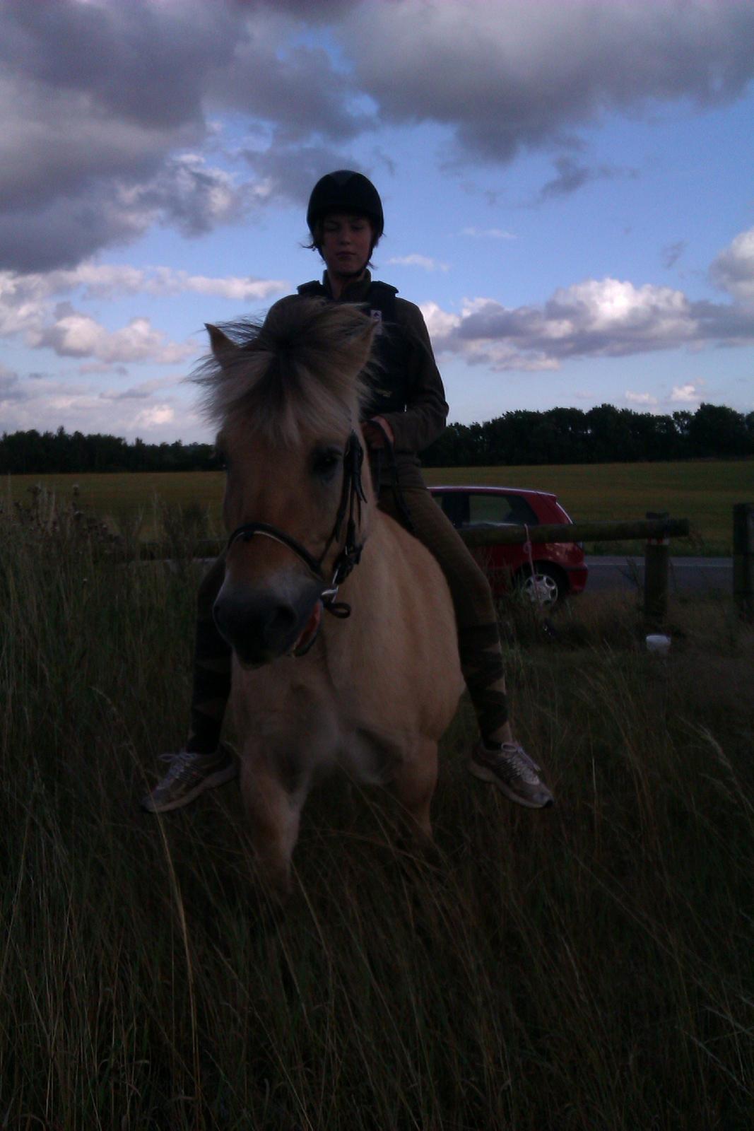 Fjordhest Ågerupgårds Amigo - igen :) billede 6