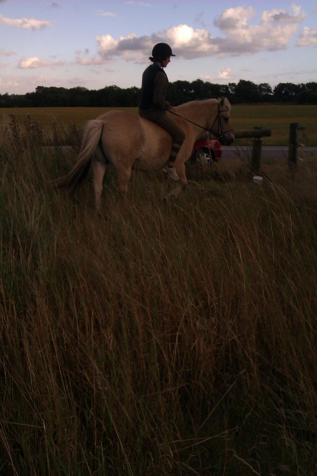 Fjordhest Ågerupgårds Amigo - Elsker dig dreng :) billede 7