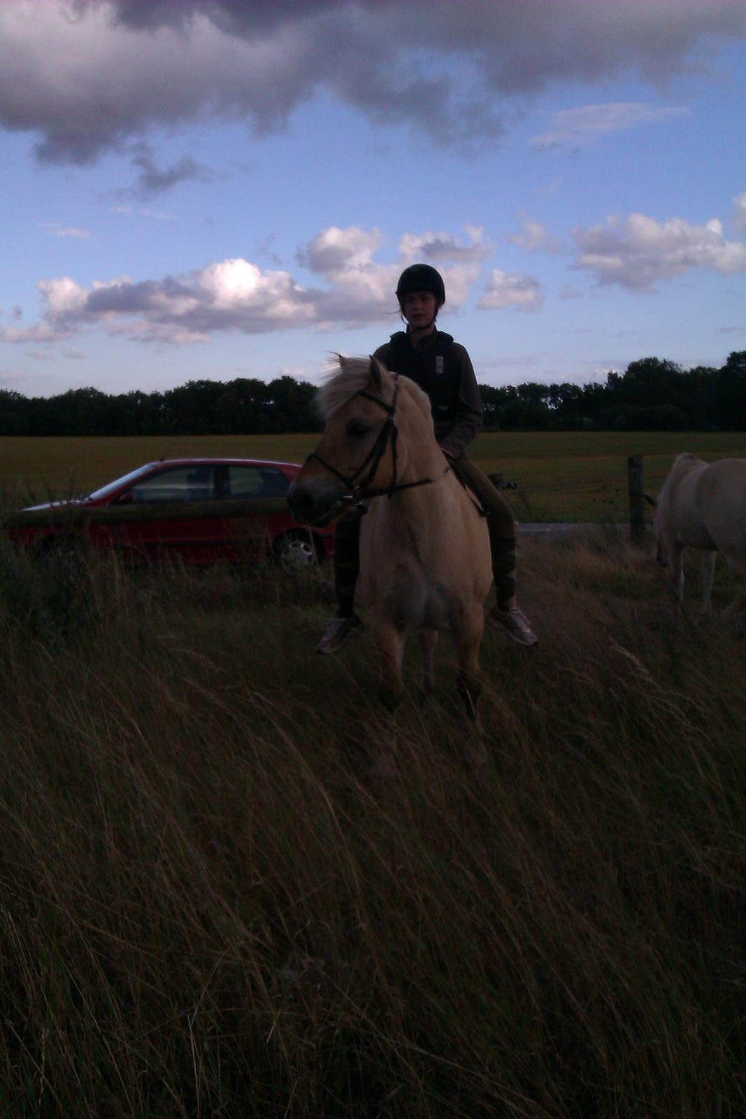 Fjordhest Ågerupgårds Amigo - Og stå  billede 8