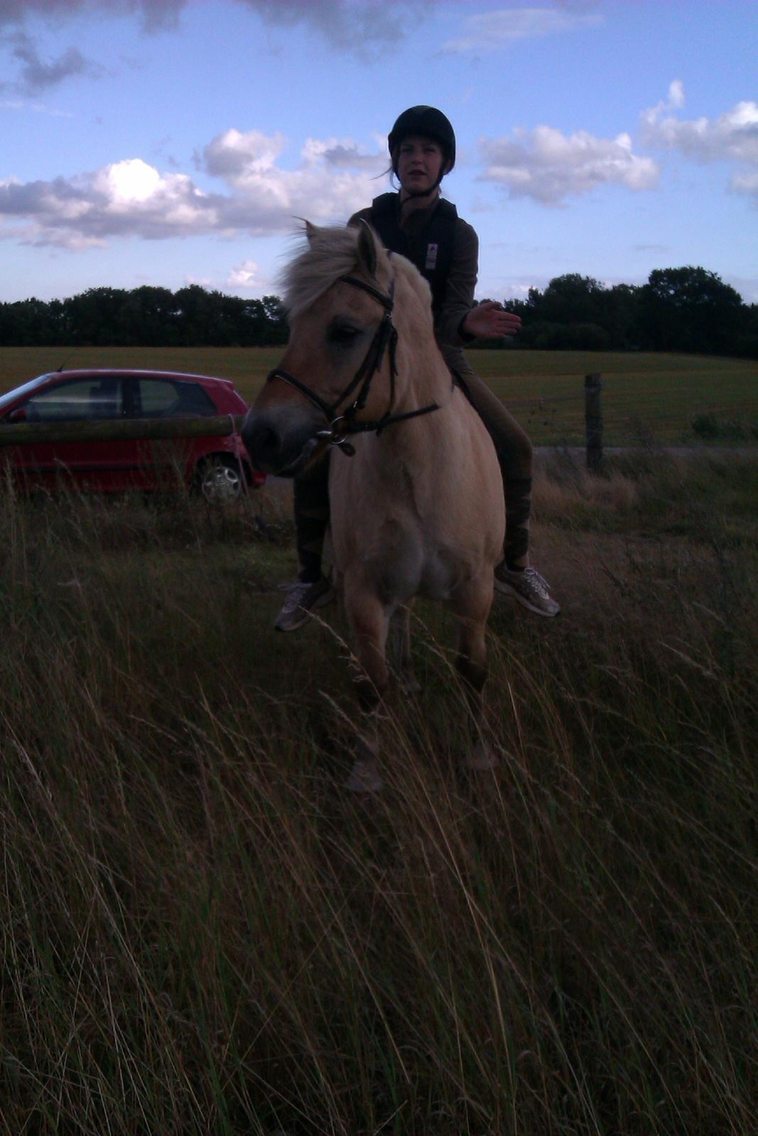 Fjordhest Ågerupgårds Amigo - Dygtig dreng :-* billede 9