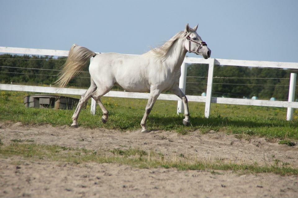 Lipizzaner Fredensberg´s Venus ( ECHA 8,3 ) billede 7