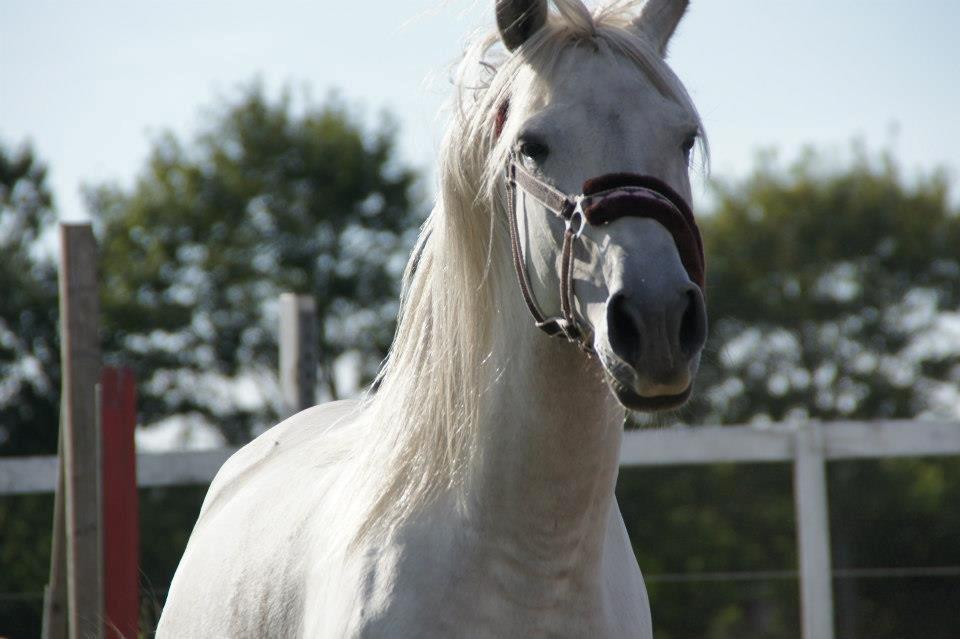 Lipizzaner Fredensberg´s Venus ( ECHA 8,3 ) billede 5