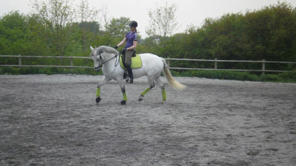 Connemara Bech's Magic Breeze - Stjernepony! :D<3 - En af mine sidste dressur træninger på dejlige pony <3<3 billede 14