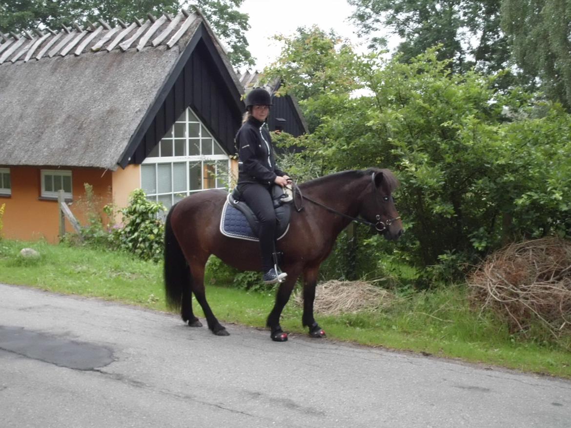 Islænder Flipa Fra Mosehuset bogø *solgt* billede 17
