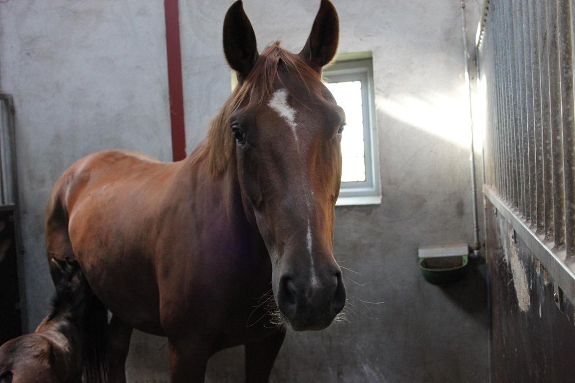 Hannoveraner Hedebo's Diana billede 1