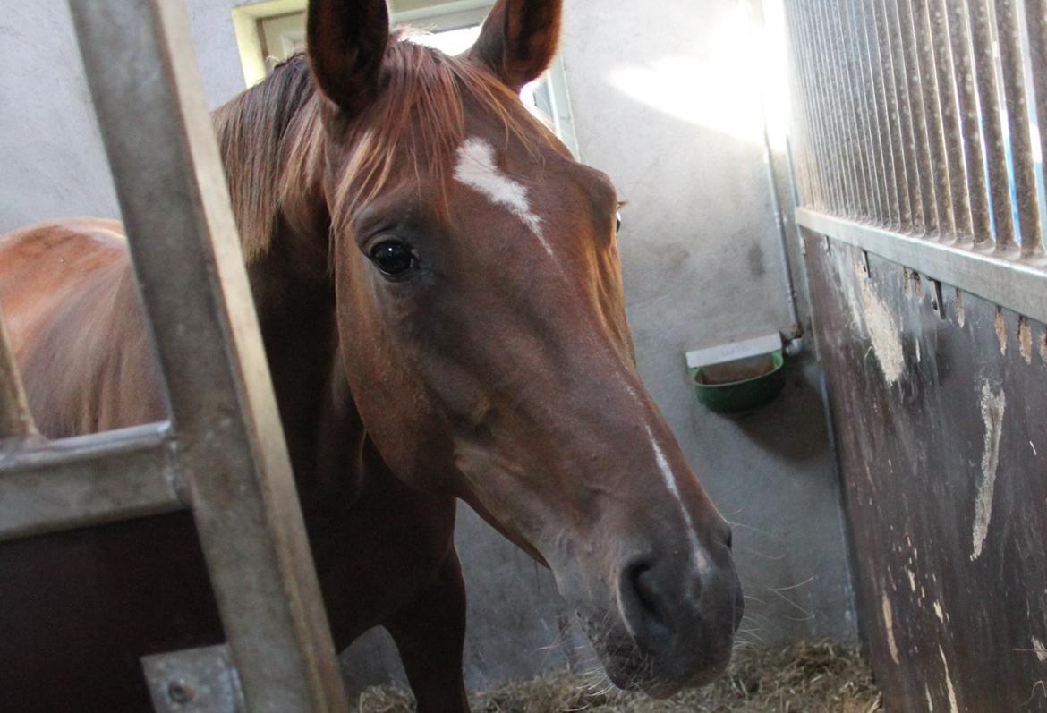 Hannoveraner Hedebo's Diana billede 3