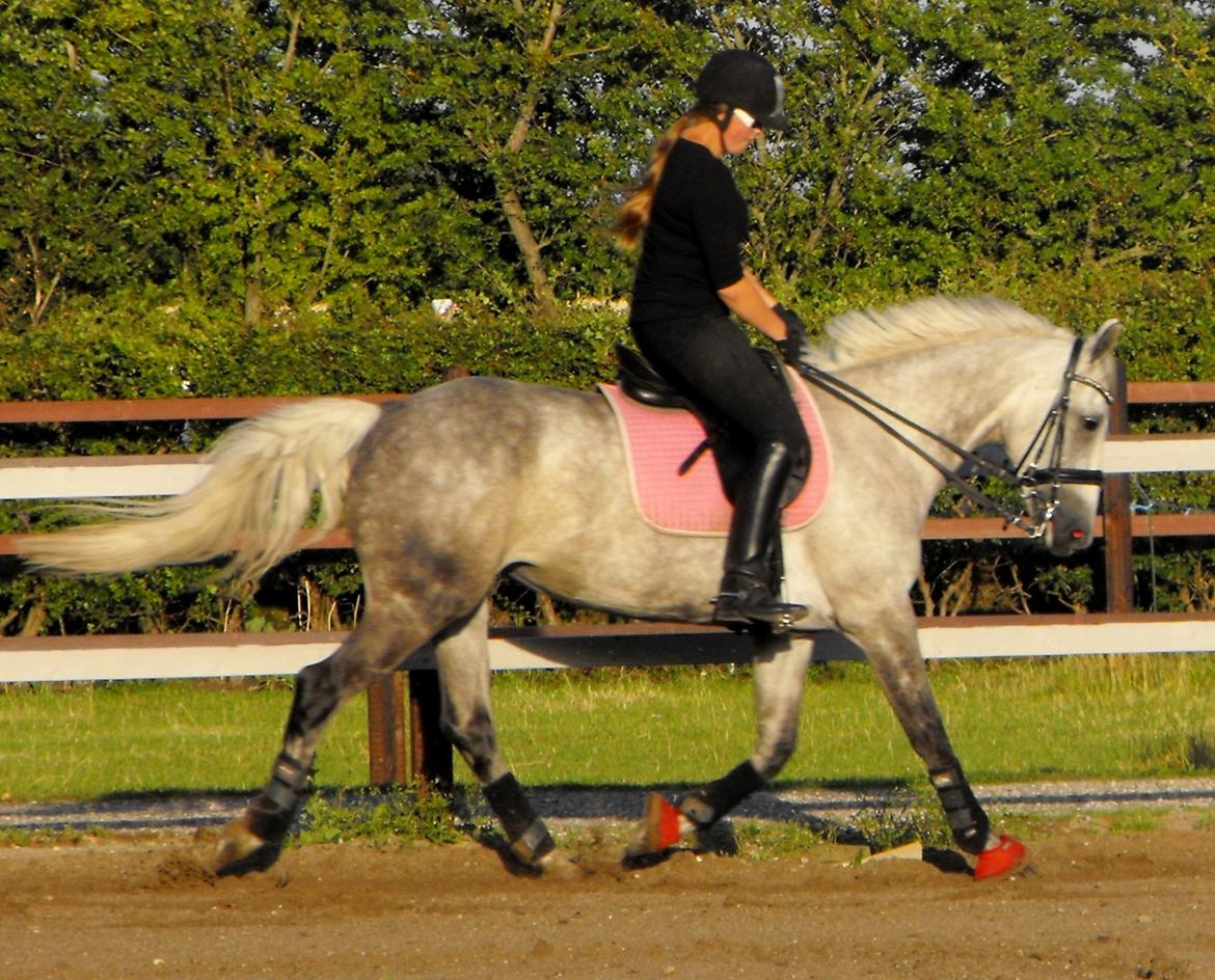 Anden særlig race Miss Flicka billede 19