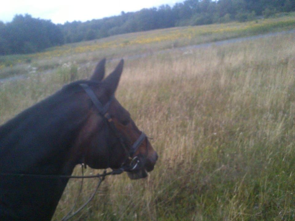 Oldenborg Upsala Højbogård - uden og ride en tur billede 1
