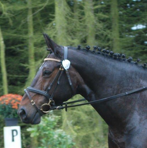 Oldenborg Upsala Højbogård - stævne! billede 2