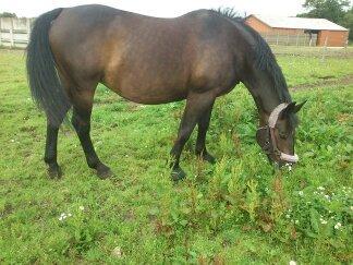 Oldenborg Upsala Højbogård - tulle <3<3 :-* billede 3