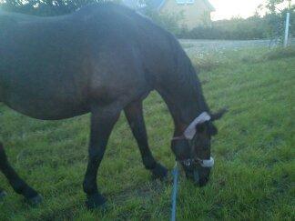 Oldenborg Upsala Højbogård - tulle billede 4