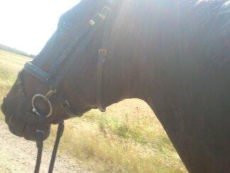 Oldenborg Upsala Højbogård - min skønne tulle billede 5