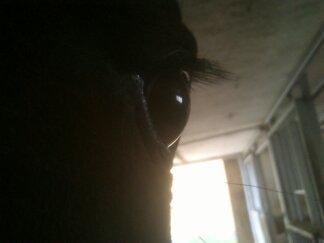 Oldenborg Upsala Højbogård - Elsker bare det billede billede 6