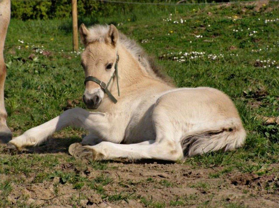 Fjordhest Atlet Bjergby billede 36