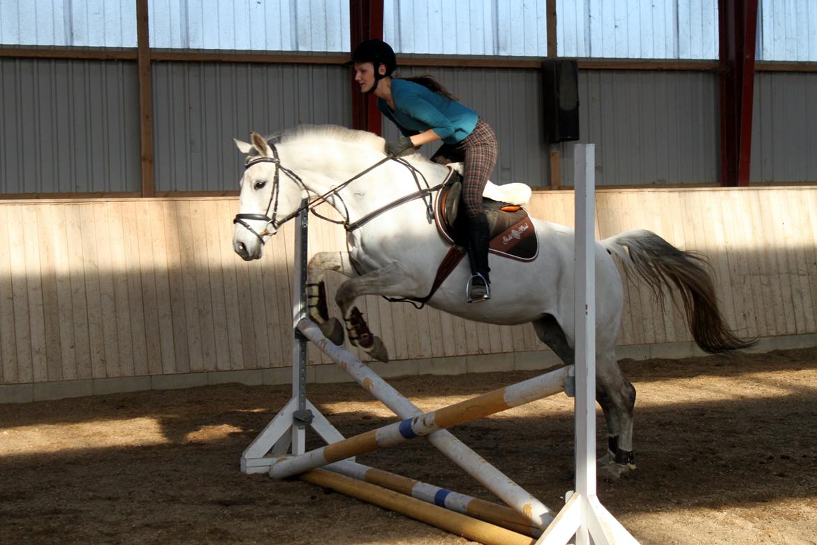 Trakehner Bint-Al-Hawa *Eventyrmussen* - Musse springer gerne 155 alene, uden at tøve. Men med mig på ryggen holder vi os NOGET derunder! billede 14