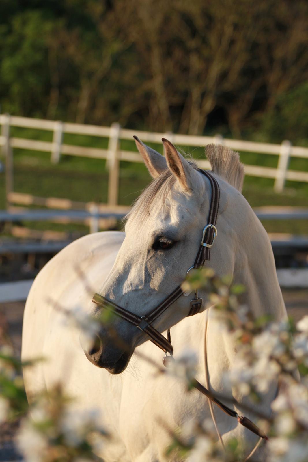 Trakehner Bint-Al-Hawa *Eventyrmussen* billede 15