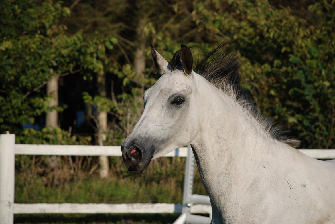 Trakehner Bint-Al-Hawa *Eventyrmussen* - Et head shot, fuld fart på! 17.08.08 billede 5