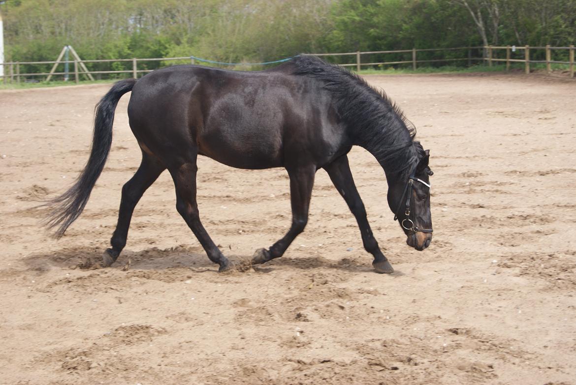 DSP Snorgaardens Mistrael [Rider ikke mere] - Learn from yesterday, live for today, hope for tomorrow. 

Foto:Mig Sommeren 2012  billede 1