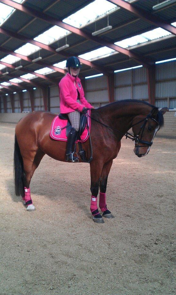 Dansk Varmblod Nykjærs Libelle billede 11