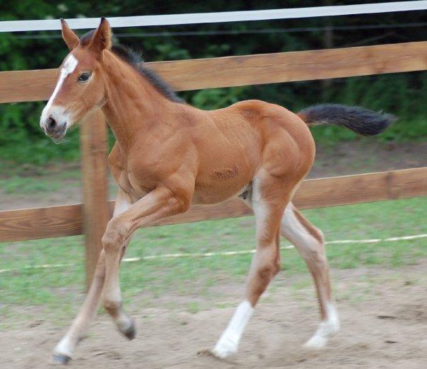Dansk Varmblod Nykjærs Libelle billede 6