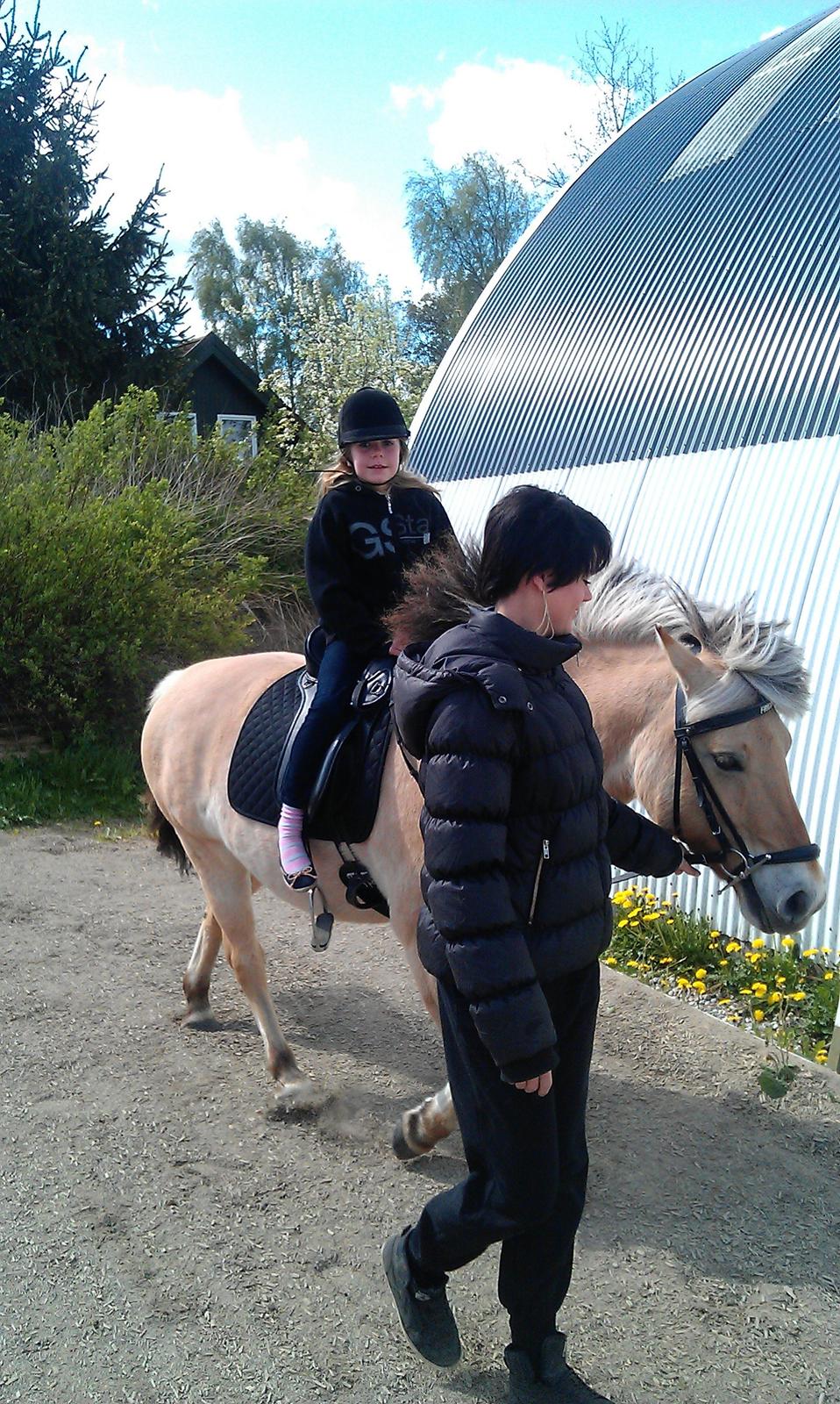 Fjordhest Frida af Tranemosen billede 12