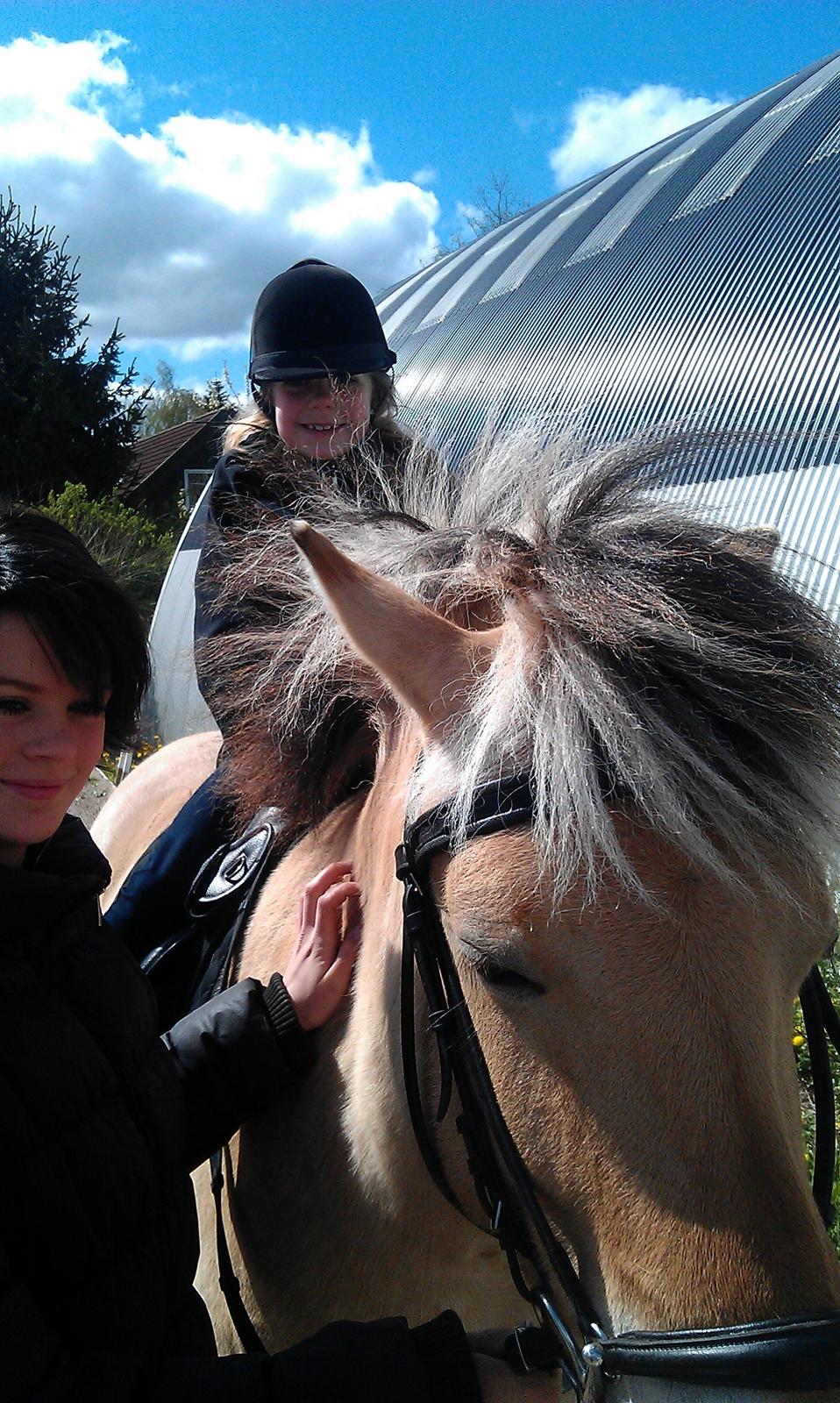 Fjordhest Frida af Tranemosen billede 13