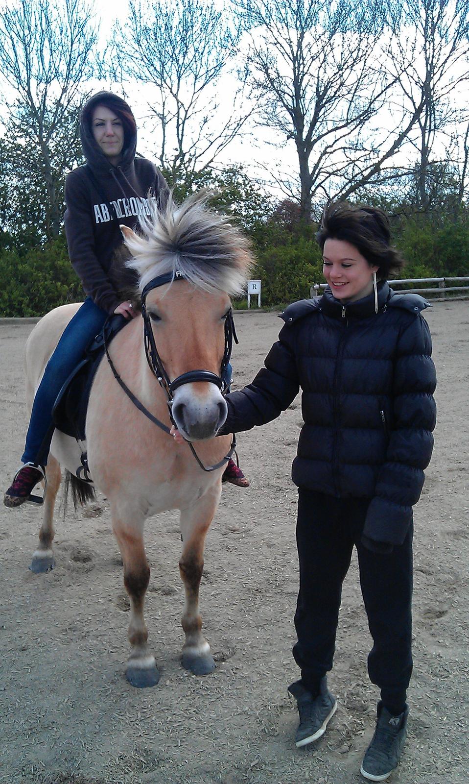 Fjordhest Frida af Tranemosen billede 16